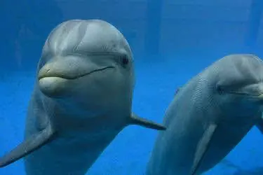 Дельфины оказались изобретателями наркотиков