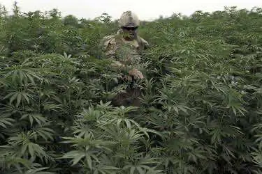 Зафиксирована первая в мире смерть от передозировки марихуаны