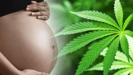 Каннабис во время беременности может вызывать врождённые дефекты плода: исследование