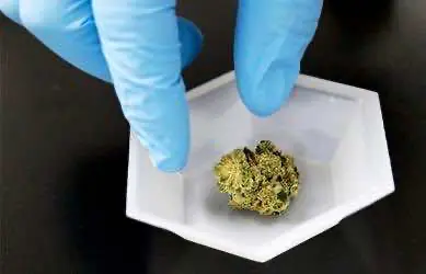 МВД предложило запретить возбуждение дел о сбыте наркотиков без доказательств их передачи