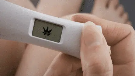 Каннабис при беременности может навредить плоду: исследование