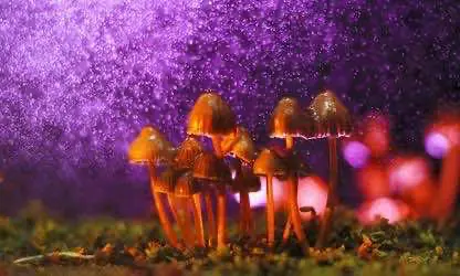 В парламент штата Орегон подано предложение о легализации псилоцибиновых грибов