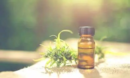 Парламент Джорджии принял билль о легализации производства и продажи экстрактов масел конопли