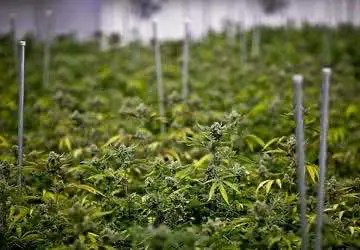 Власти штата Массачусетс выдали первую лицензию на открытие конопляной плантации