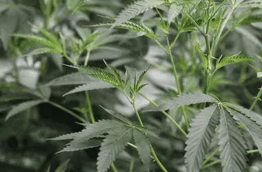 Правительство Зимбабве передаёт инвесторам право полного владения каннабис-фермами