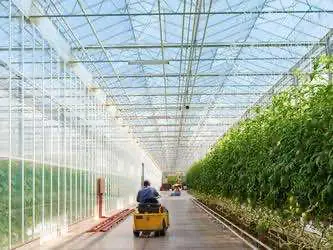 Слияние двух производителей каннабиса породило настоящего гиганта отрасли