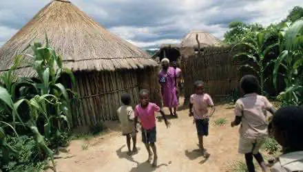 Зимбабве легализовало выращивание конопли в медицинских целях