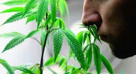 Университет Томаса Джефферсона проведёт исследование о влиянии медицинской конопли на «качество жизни» потребителей