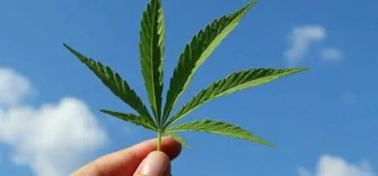 В течение месяца, власти Великобритании легализуют доступ к терапевтической конопле