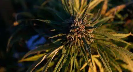 Марихуана легализована в Дании для медицинских целей 