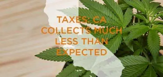 Власти Калифорнии не собрали даже трети от проецируемой прибыли легального рынка конопли