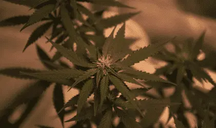 Студенты Колорадского университета смогут получить канна-образование