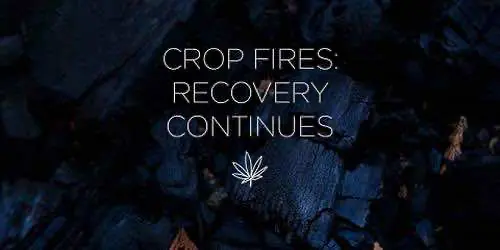 Культиваторы Северной Калифорнии восстанавливают посевы конопли после прошлогодних пожаров