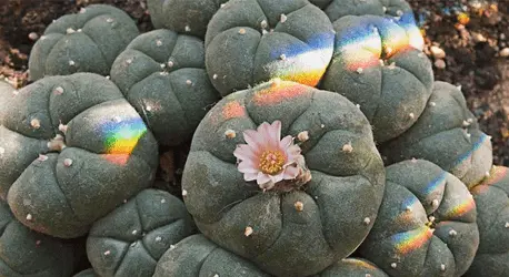 Мескалин способен снижать депрессию и тревожность: исследование