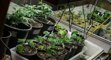 Орегон и Вашингтон обнаружили множество неточностей в системе слежения за растениями