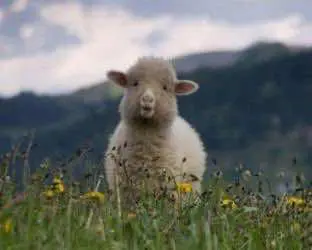 Овцы под марихуаной едва не разгромили деревню