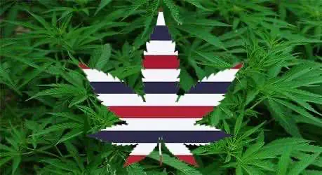 В столице Таиланда открылась первая в стране медицинская клиника, специализирующаяся на каннамедицине