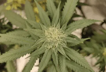 Губернатор Нью-Мексико заявила, что решение о легализации марихуаны могут принять избиратели