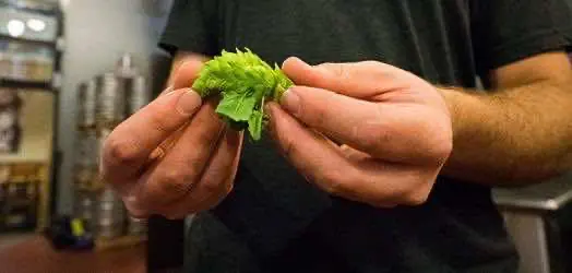 Учёные установили генетическое родство между коноплёй и хмелем