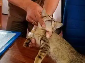 На Шри-Ланке из тюрьмы сбежал кот, подозреваемый в контрабанде наркотиков