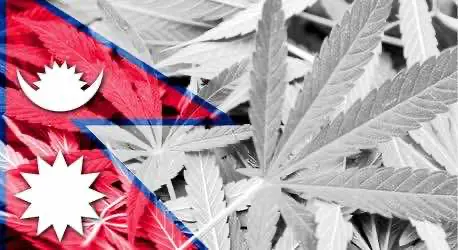 Коммунистическая партия Непала хочет легализовать марихуану и запретить алкоголь