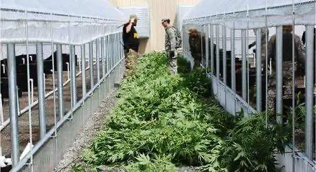 Орегоне продолжаются трудности с переизбытком рекреационной марихуаны на рынке