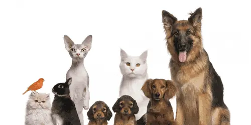 Всё больше американцев называют питомцев в честь марихуаны