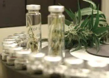 ВОЗ не рекомендует использовать каннабидиол в медицинских целях