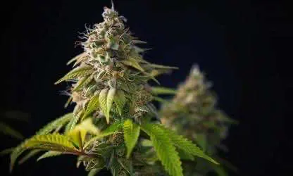 Парламент Нью-Йорка проведёт общественное слушание по вопросу проведения полной легализации