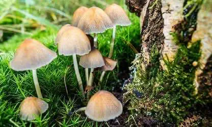 Новое исследование связало употребление психоделиков с долгосрочным благополучием психики