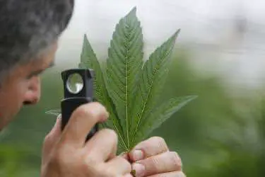 В Канаде могут легализовать марихуану до 1 июля 2018 года