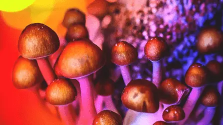 Псилоцибин может стать альтернативой опиоидам при лечении хронической боли