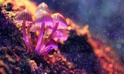 Психолог из Канады предлагает легализовать псилоцибиновые грибы следом за марихуаной