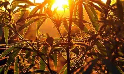 Власти Канады лицензировали работу первой плантации терапевтической марихуаны, принадлежащей коренным народам