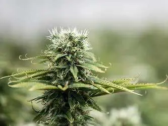 Власти Германии приостановили работу с канадскими конопляными фирмами