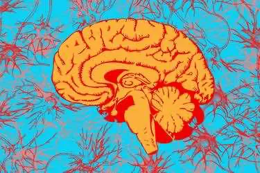 Новые свойства ДМТ, обнаруженные в исследовании на крысах, могут помочь пациентам после инсульта