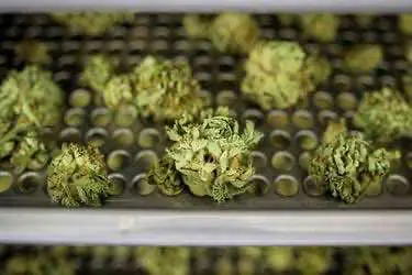 В Канаде продолжает наблюдаться острый дефицит легальной конопли