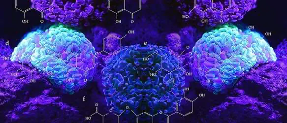 Канадский стартап разрабатывает синтетическую версию DMT