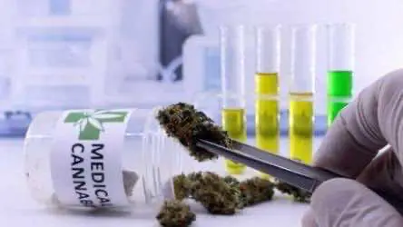 Ученые намерены изучить влияние марихуаны на лечение аутизма у детей