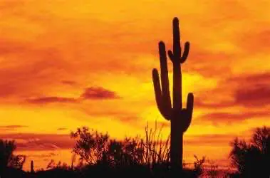 Мексика продолжает двигаться к легализации конопли