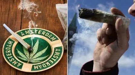 Мастер-гроверы из Нидерландов переезжают в Канаду на заработки