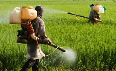 Смертельные пестициды по-прежнему находят в траве на чёрном рынке Калифорнии