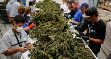 В США индустрия легального каннабиса создала почти 250 000 рабочих мест