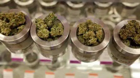 Предприниматели предполагают, что будущее индустрии за франчайзингом конопляных магазинов