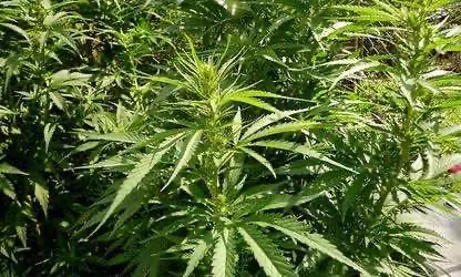 Правительство Греции санкционировало проведение конференции о медицинской марихуане