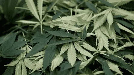 Новое исследование показывает, что КБД может лечить психоз