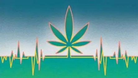 Учёные: регулярное употребление марихуаны существенно увеличивает риск сердечного приступа у людей моложе 45 лет