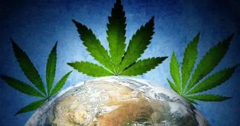 ООН собирается изменить глобальную политику в отношении каннабиса