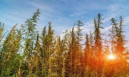 Власти Ливана заявили о планах легализации культивации и потребления медицинской марихуаны