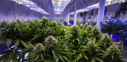 Индорный гроувинг может наносить дополнительный вред экологии: исследование